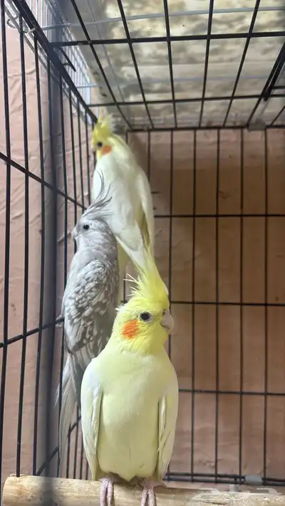 ذكور وإناث كروان 5