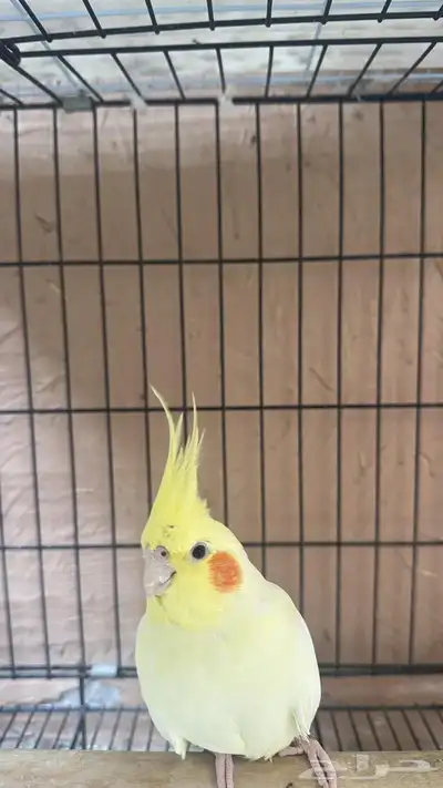 ذكور وإناث كروان 6