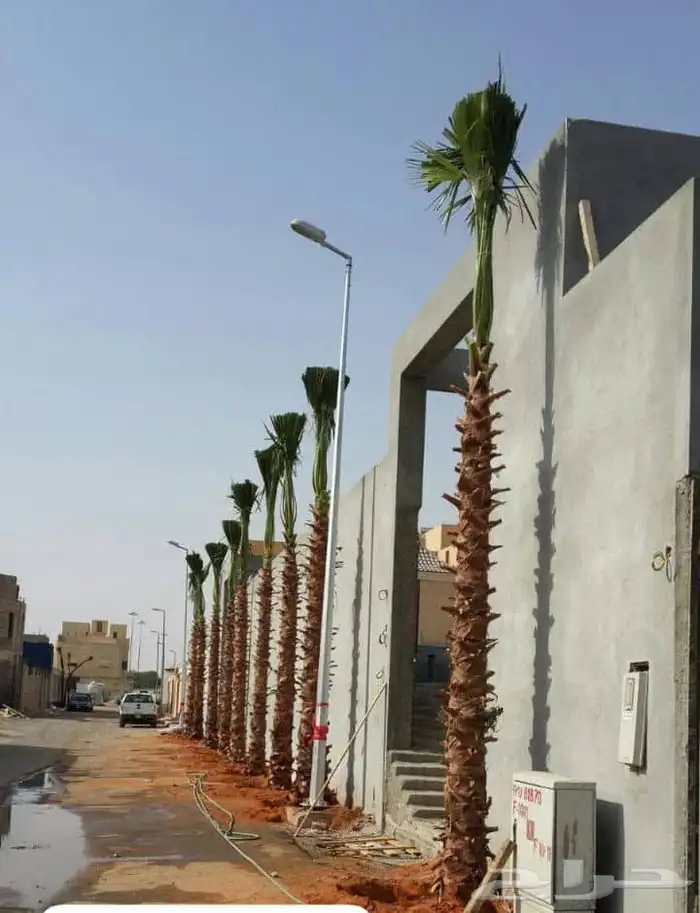 تركيب الشبوك وتوريد النخيل 7