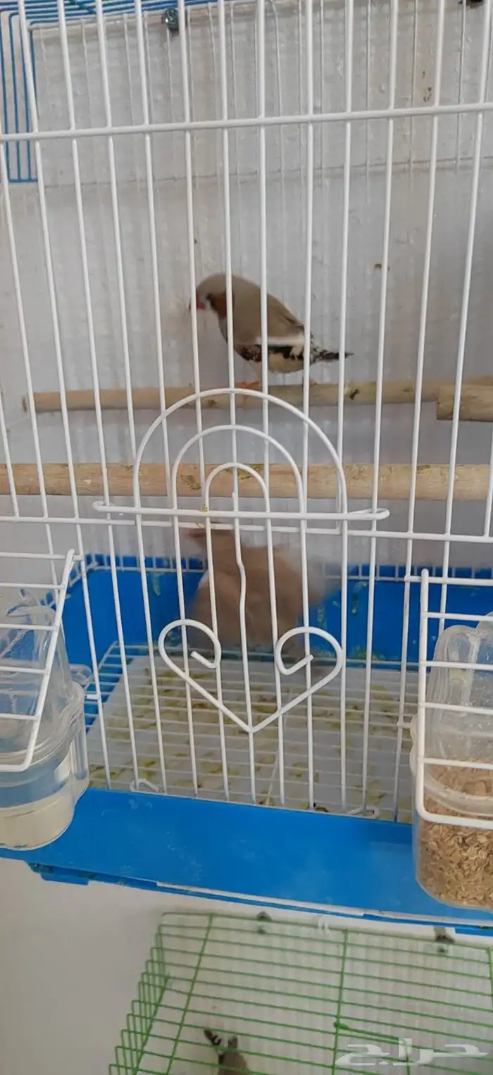 زوج زيبرا منتج 5