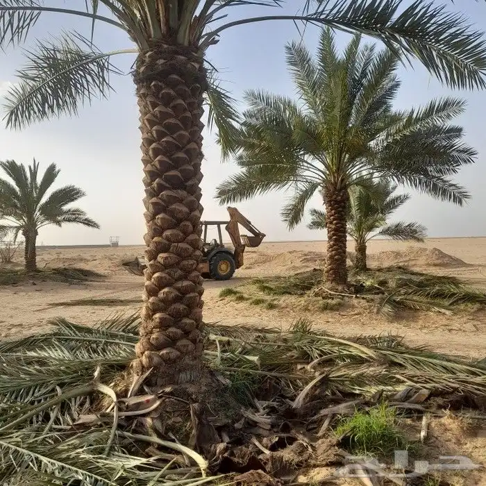 تكريب النخيل 4