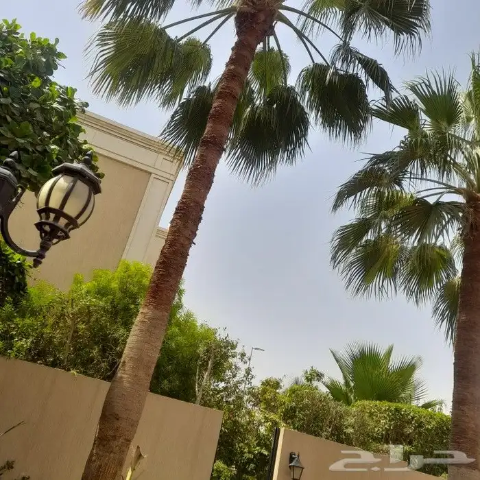 تكريب النخيل 1