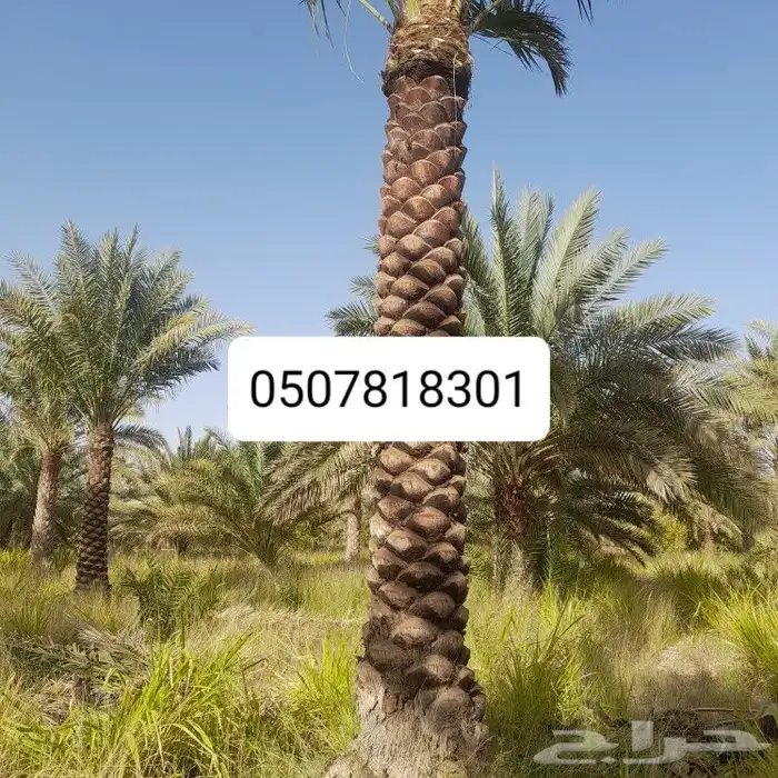 تكريب النخيل 5