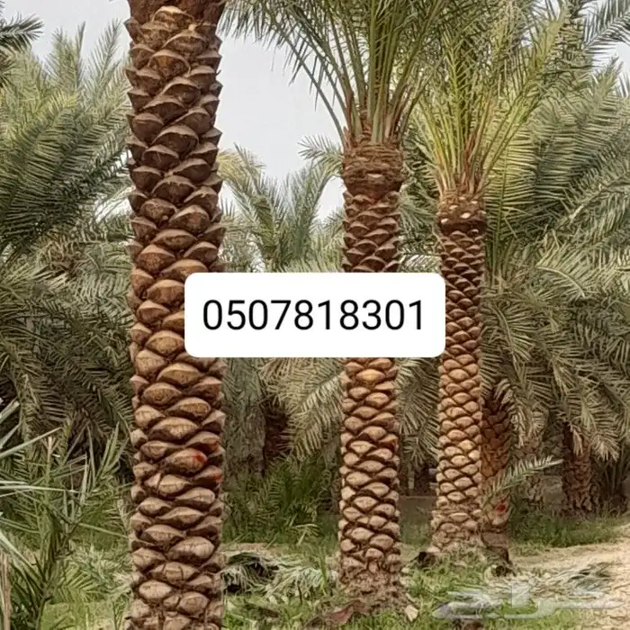 تكريب النخيل 6