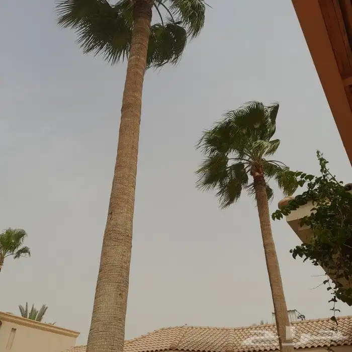 تكريب النخيل 2