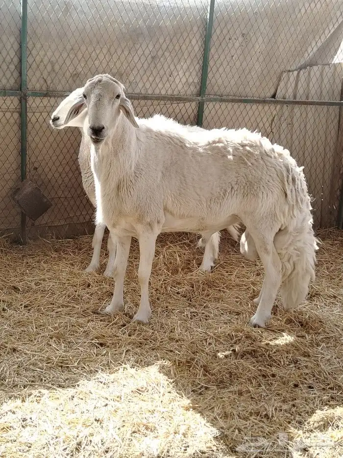 فحل طيب شرط يقرع الفحل رباع مكسر التانيه 1