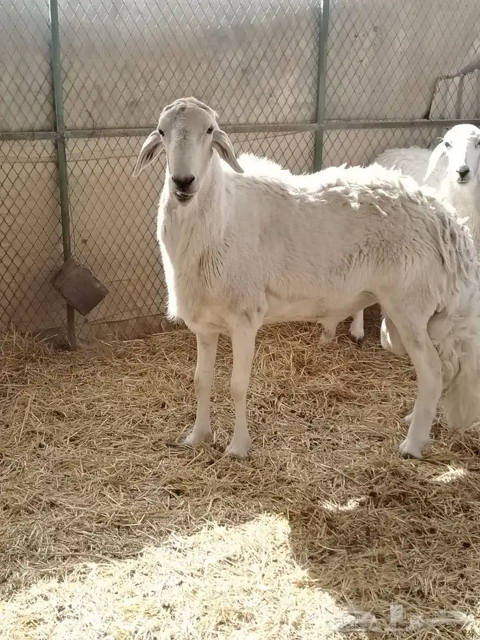 فحل طيب شرط يقرع الفحل رباع مكسر التانيه 2