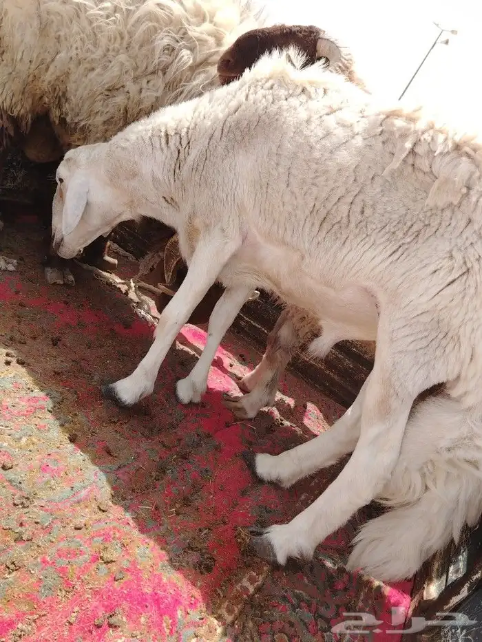 فحل طيب شرط يقرع الفحل رباع مكسر التانيه 0