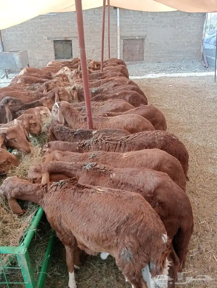 موقعنا مكة الرياض الباحة تبوك الخرج 28