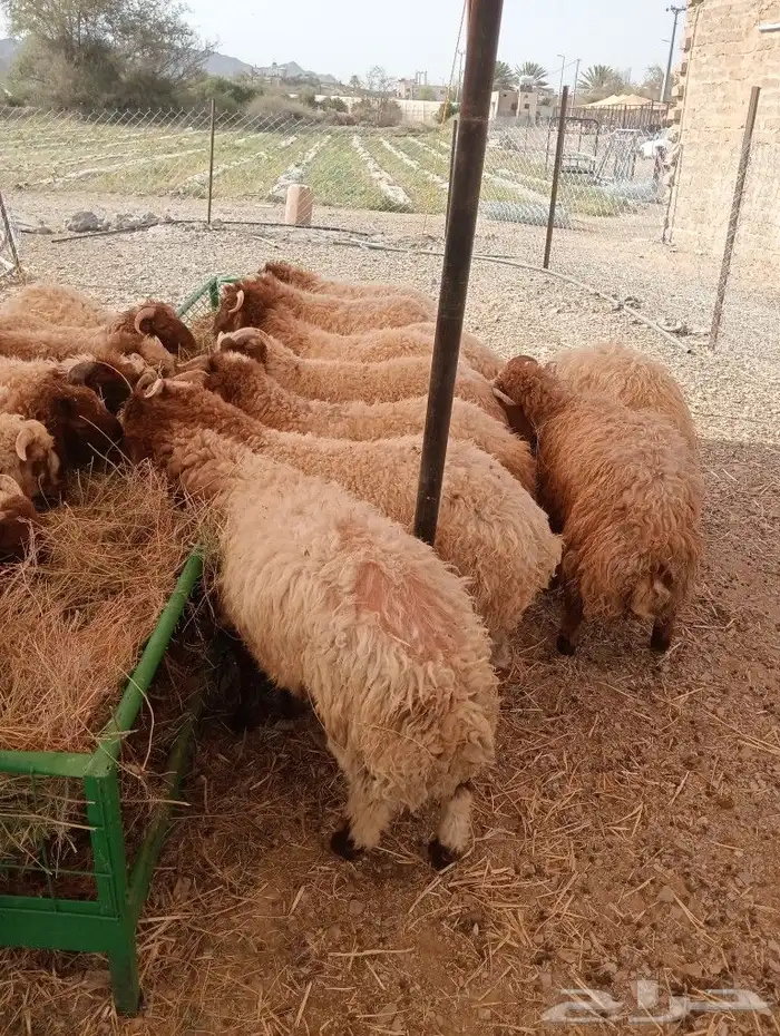 موقعنا مكة الرياض الباحة تبوك الخرج 38