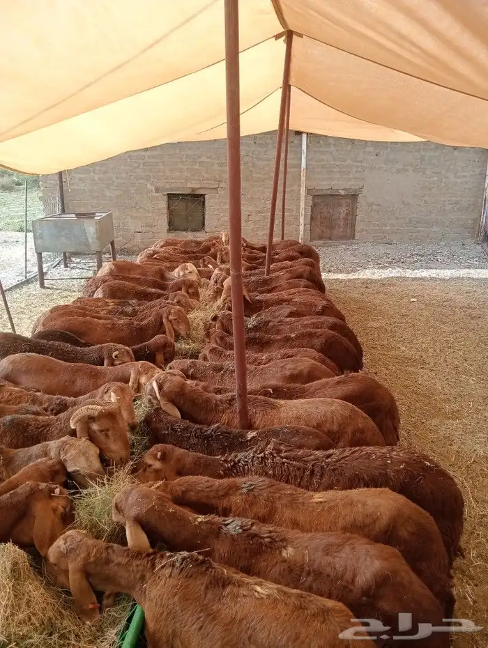 موقعنا مكة الرياض الباحة تبوك الخرج 29