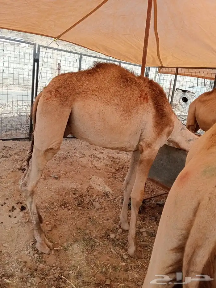 موقعنا مكة الرياض الباحة تبوك الخرج 15