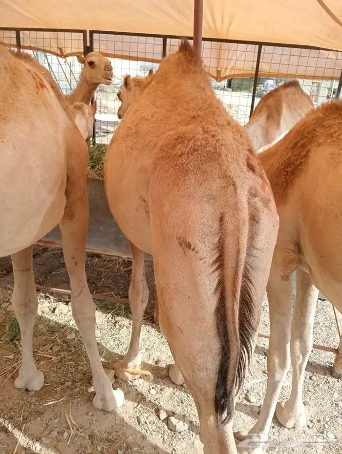 موقعنا مكة الرياض الباحة تبوك الخرج 14