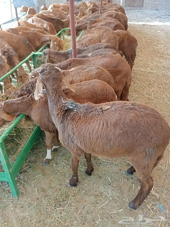 موقعنا مكة الرياض الباحة تبوك الخرج 26