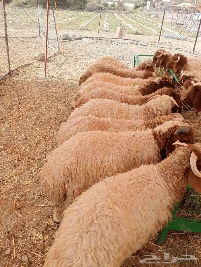 موقعنا مكة الرياض الباحة تبوك الخرج 35