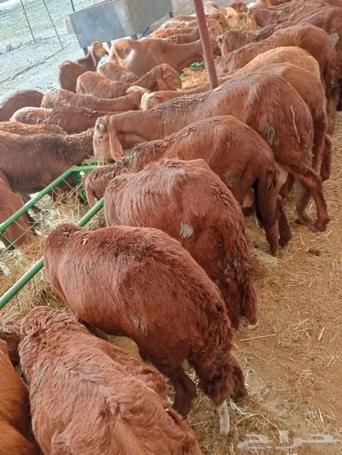 موقعنا مكة الرياض الباحة تبوك الخرج 23