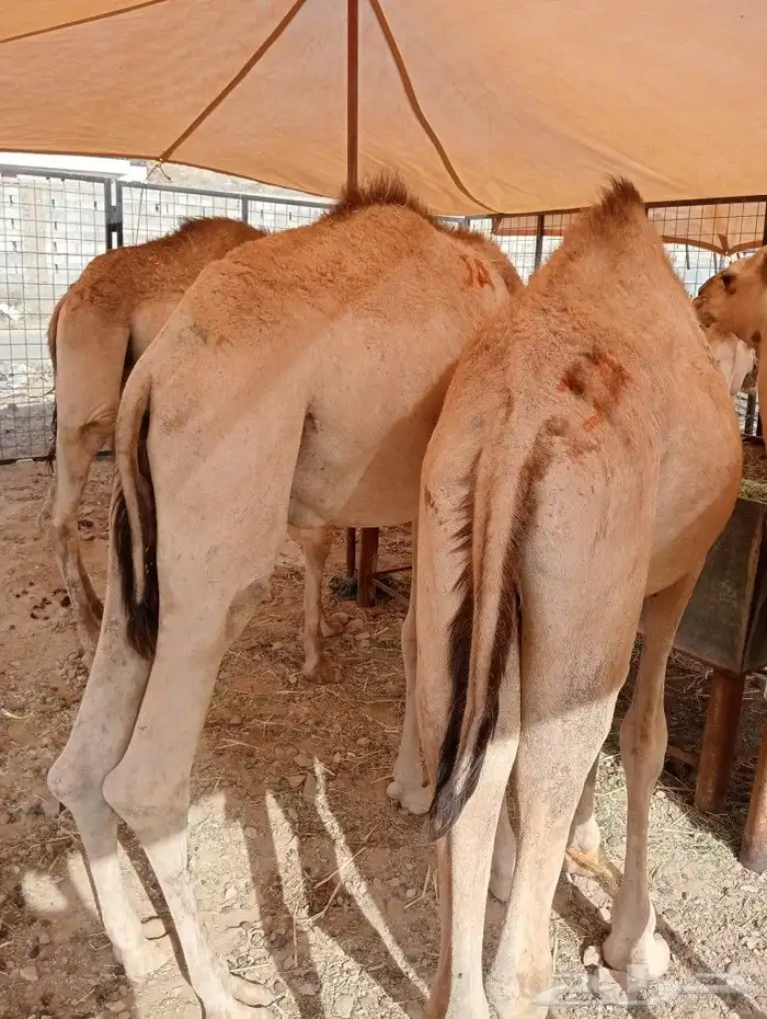 موقعنا مكة الرياض الباحة تبوك الخرج 16
