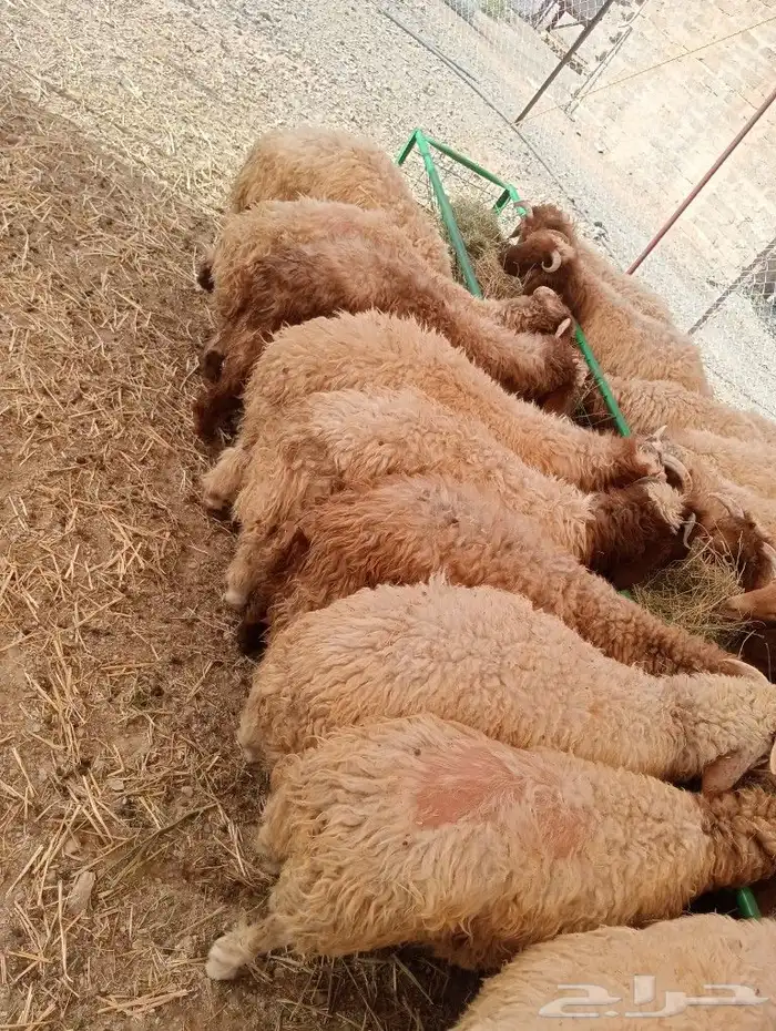 موقعنا مكة الرياض الباحة تبوك الخرج 37