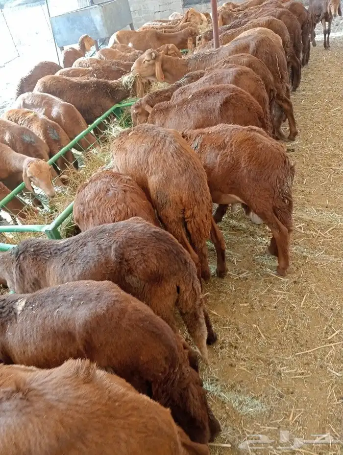 موقعنا مكة الرياض الباحة تبوك الخرج 24