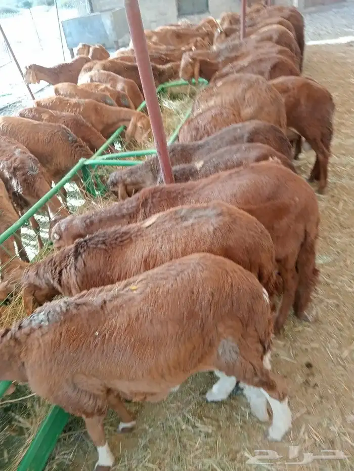 موقعنا مكة الرياض الباحة تبوك الخرج 25