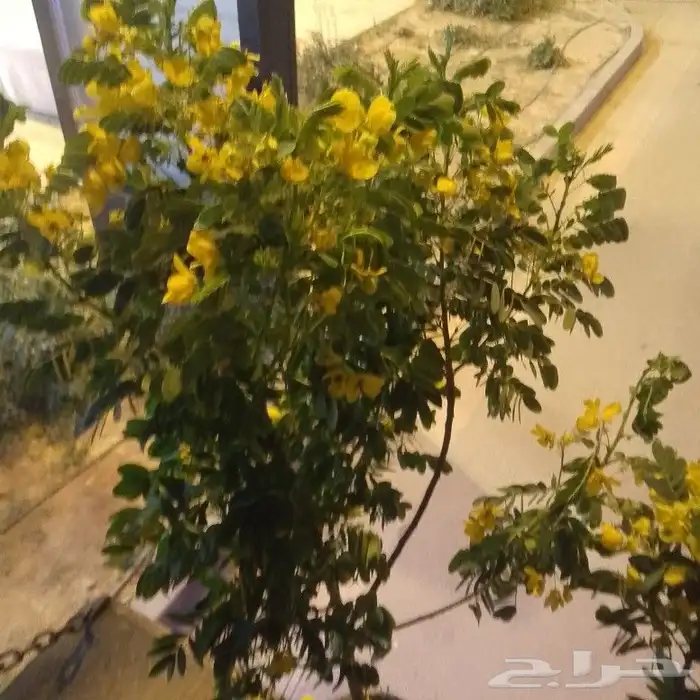 مشتل زراعي بأسعار مناسبة 22