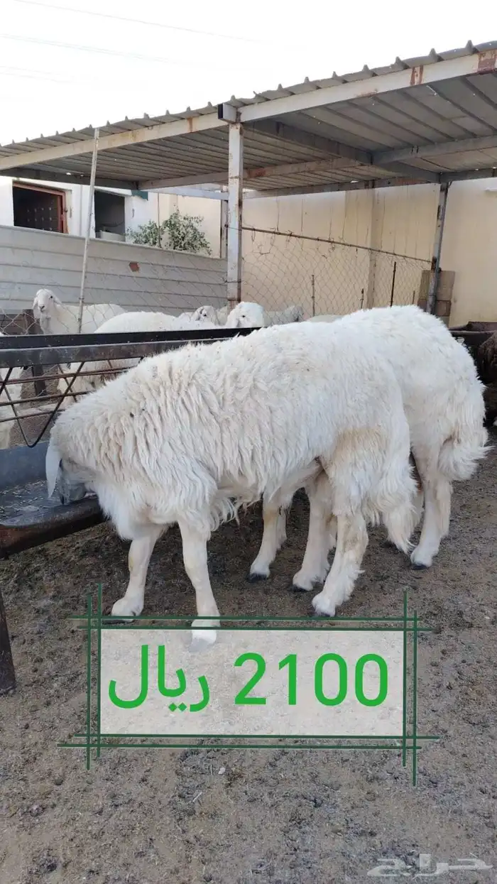 طليان اضااحي حريه ناااهيه 0