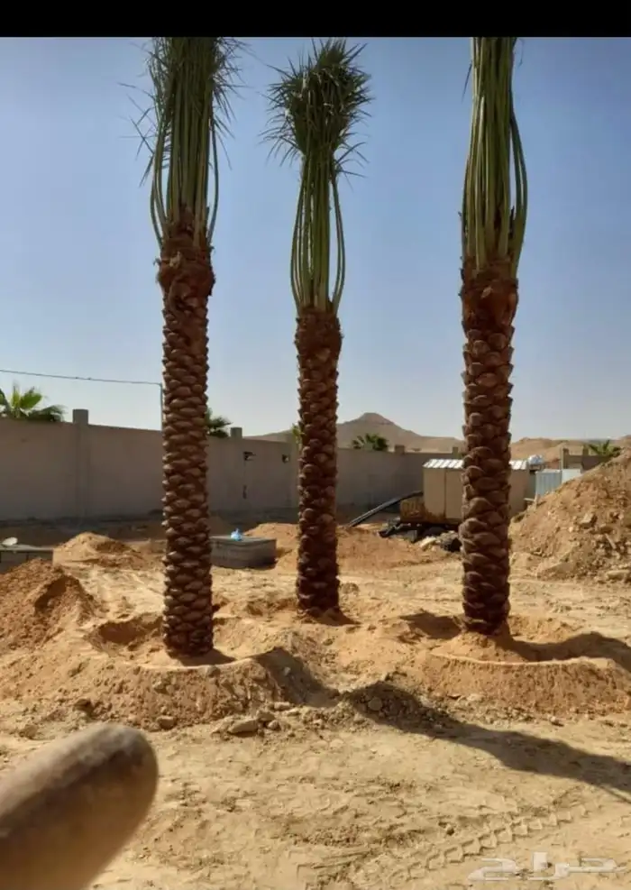 يوجد لدينا نخل للبيع عربي واشنطني وملوكي جميع انواع والمقسات 6