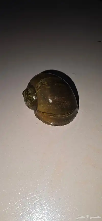 حلزون للبيع 0