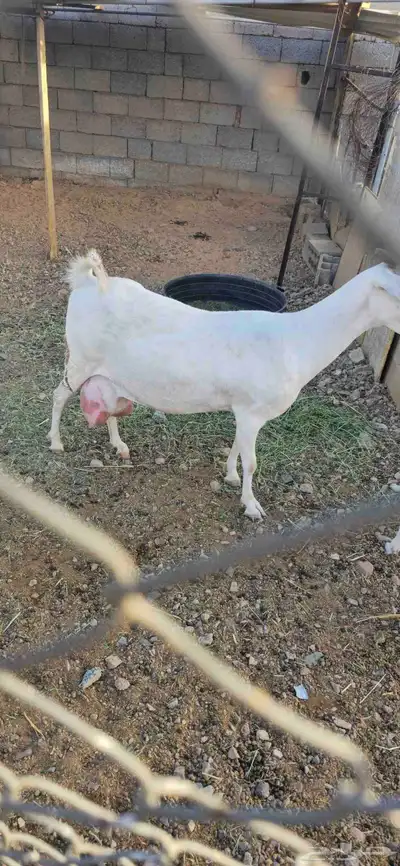 تيوس مشاريع هذي صورة الامهات العدد 5 الاب سانين بيور 2