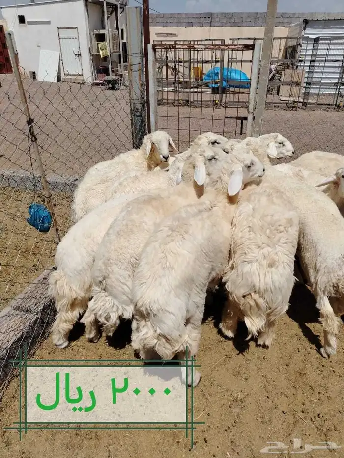 طليان اضااحي حريه ناااهيه 1