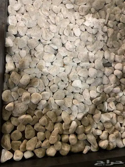 جده ابحر الشماليه 0