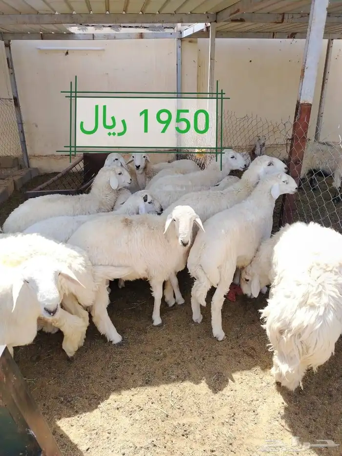 طليان اضااحي حريه ناااهيه 6