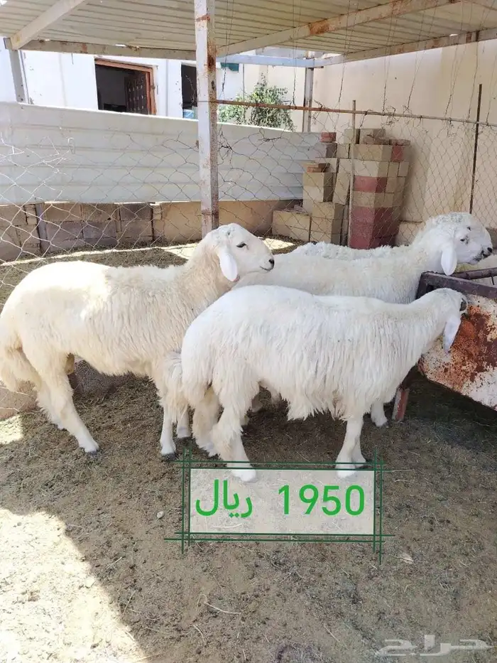 طليان اضااحي حريه ناااهيه 2