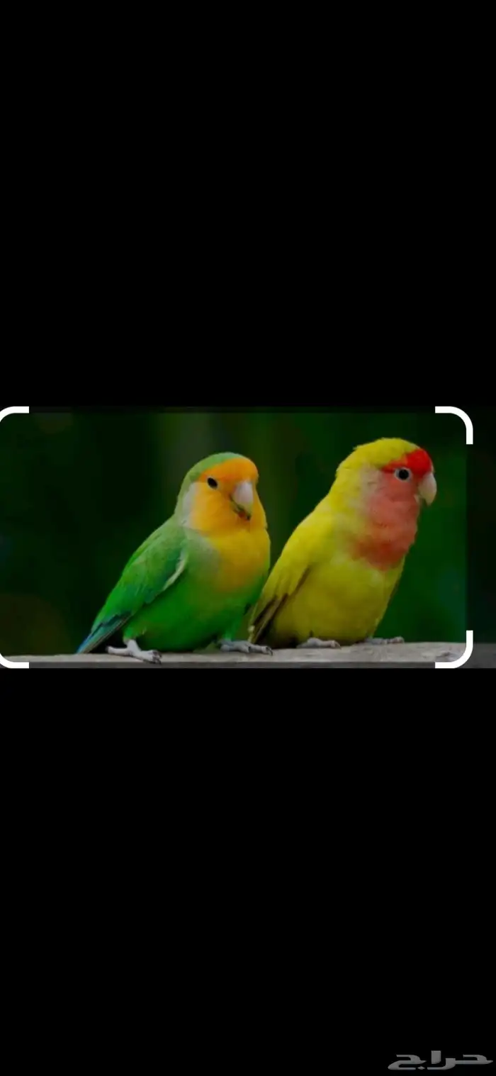 استضافه حيوانات اليفه منزليه بمكه 1