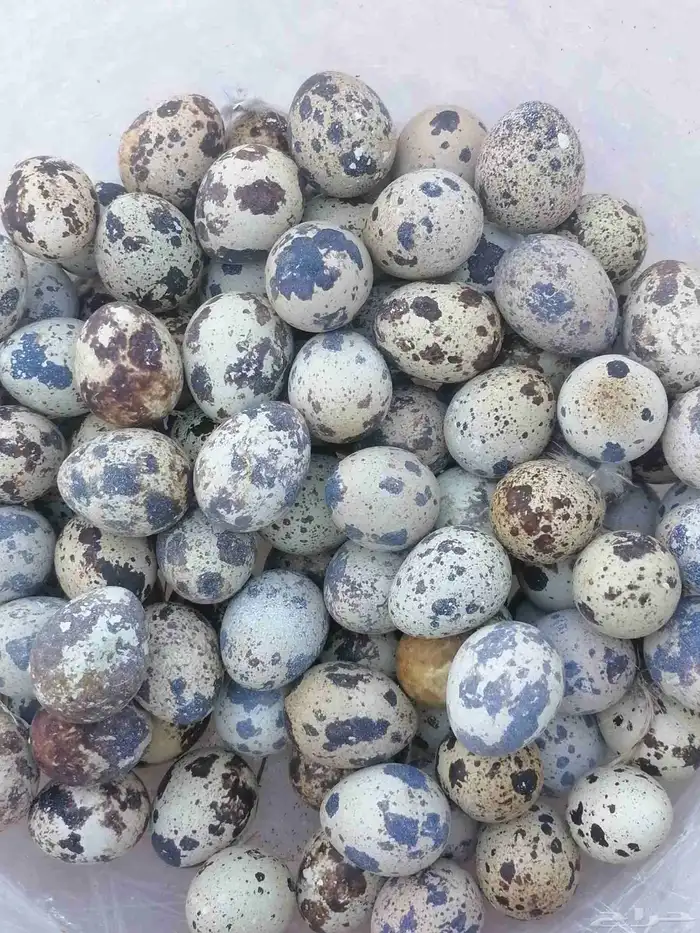 بيض سمان 0