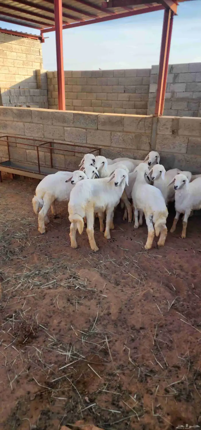 بهم 3 اشهر ونص محصن ونظيف 0