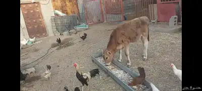 عجل ألماني مهجن الاحساء الهفوف 5