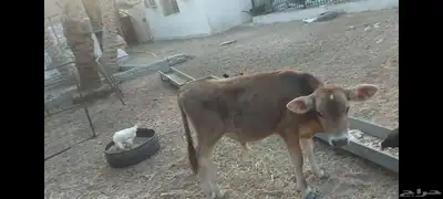 عجل ألماني مهجن الاحساء الهفوف 1