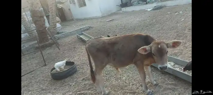 عجل ألماني مهجن الاحساء الهفوف 1