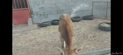 عجل ألماني مهجن الاحساء الهفوف 4
