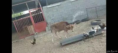 عجل ألماني مهجن الاحساء الهفوف 9