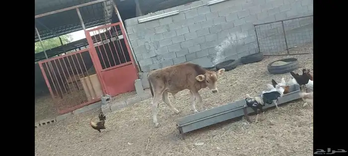 عجل ألماني مهجن الاحساء الهفوف 9