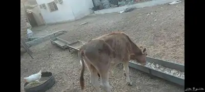 عجل ألماني مهجن الاحساء الهفوف 2