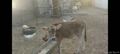 عجل ألماني مهجن الاحساء الهفوف 7