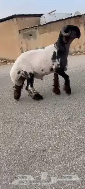 جدع نعيمي صنف فاخر للبيع 0