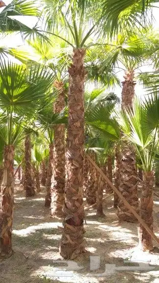 نخل واشنطني 6