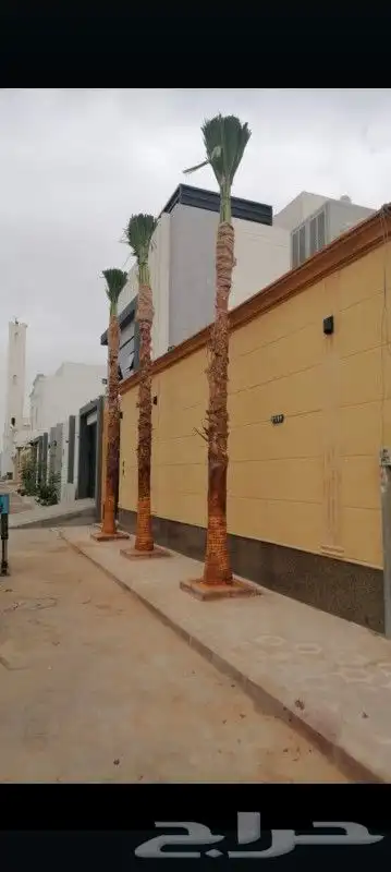 توريد وتركيب جميع انواع نخيل 1