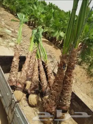 جميع المقاسات متوفره 8