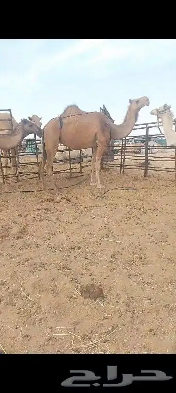 ناقه خفوت مبيوع حاشيها قبل 2شهر وضربت مالقحت والحين علي ضراب 0