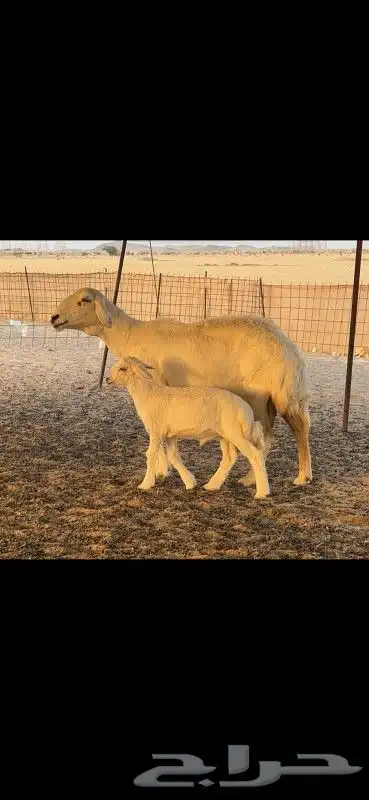 نعجه خلفه طيبه 0